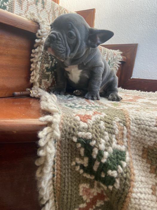 Bulldog frances Menina