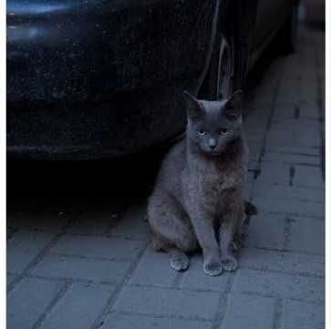 Котик шукає родину