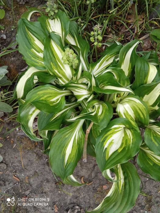 nadwyzki z ogrodka od 0,20