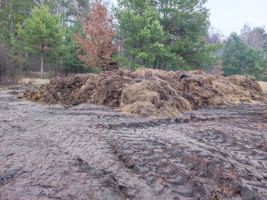 Obornik bydlęcy duże ilości transport