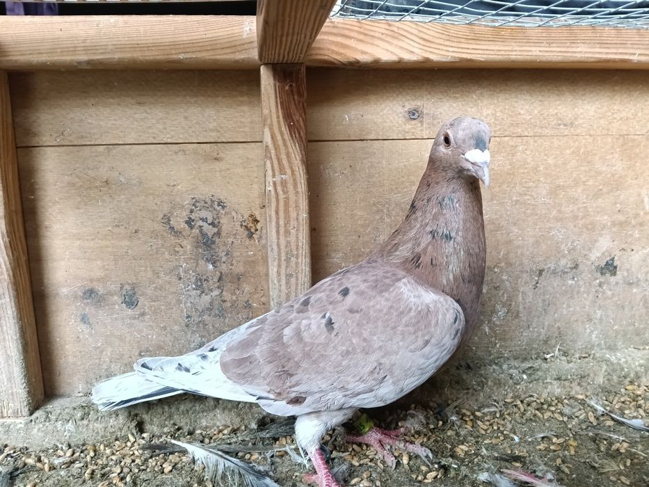 Gołębie pocztowe Almond