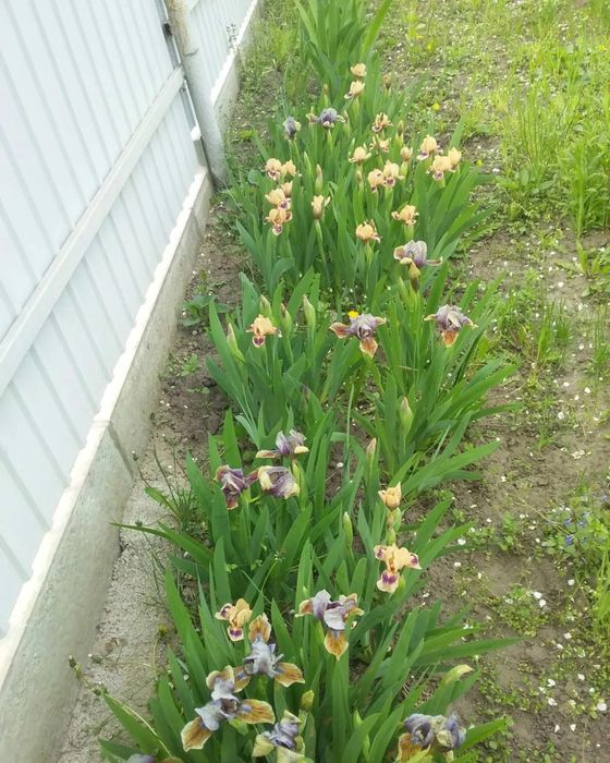 Ірис ранній карликовий бордюрний