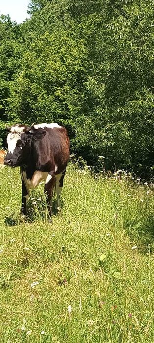 Продається худоба