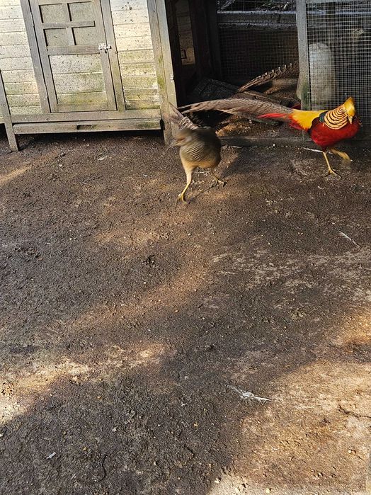 Faisão, gigi, lady,dourado