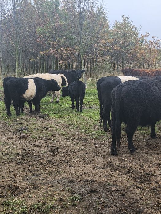 Likwidacja stada Galloway