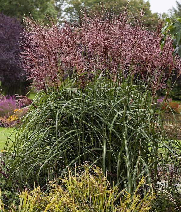 Miskant chiński 'Malepartus' Miscanthus C3 duża doniczka 3L WYSYŁKA