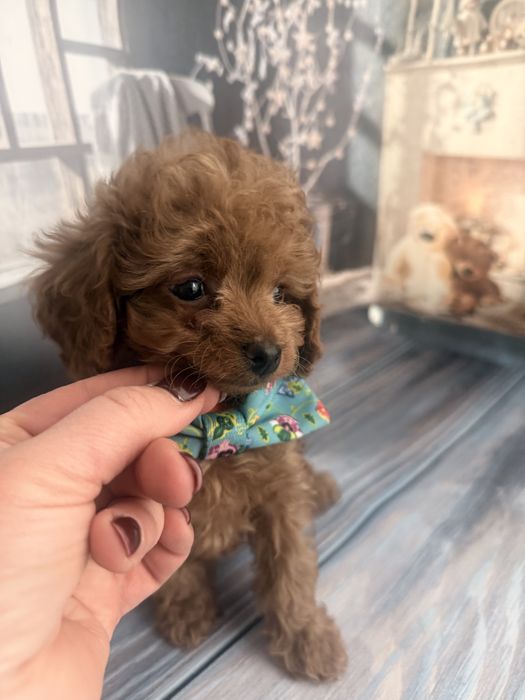 Малесенький диво хлопчик