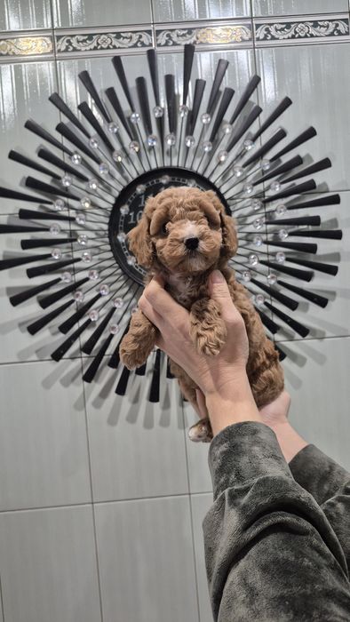 Дуже гарна дівчинка мальтіпу