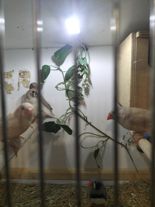 Sprzedam Młode zeberki