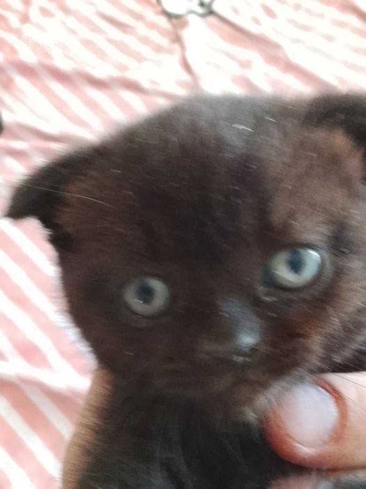 Продати котик скотiш фолд