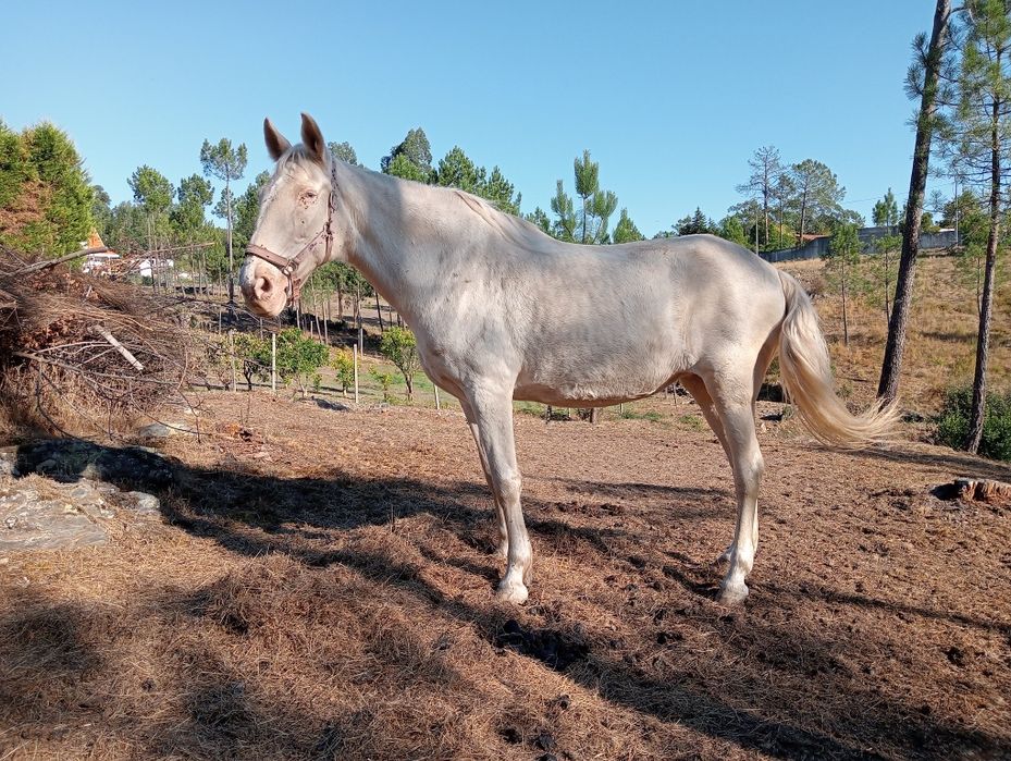 Égua saltos filha lusitanos