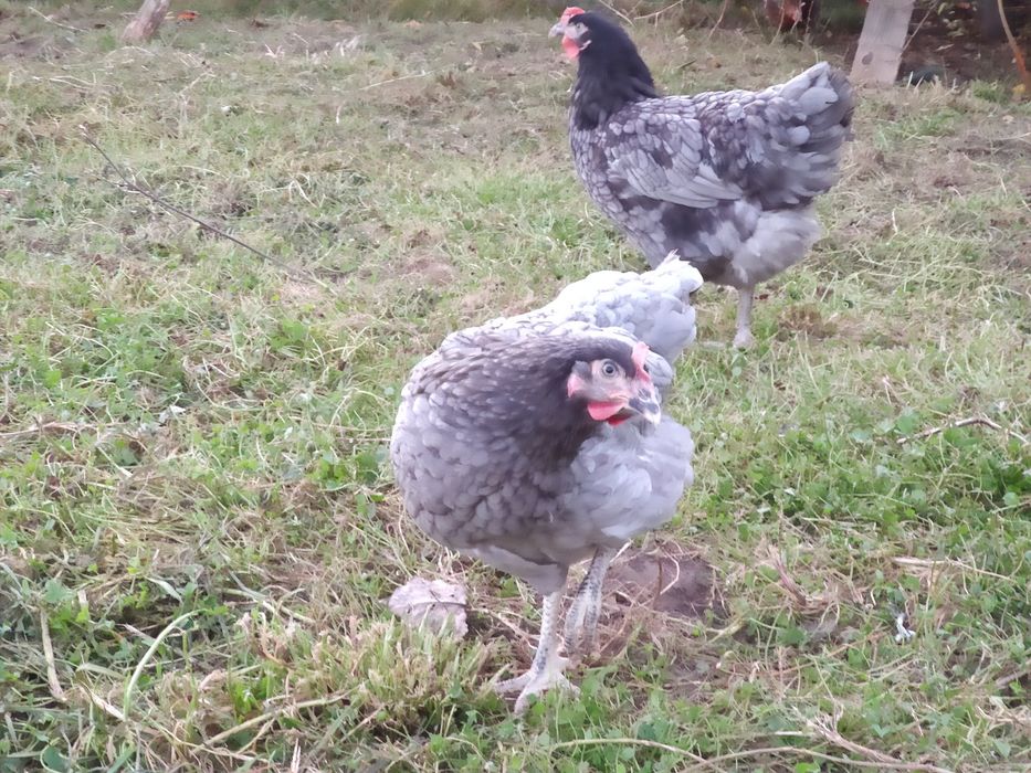 Jaja, jajka wiejskie od szczęśliwych kur.