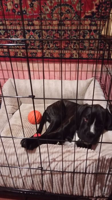 Клітка для ваших улюбленців