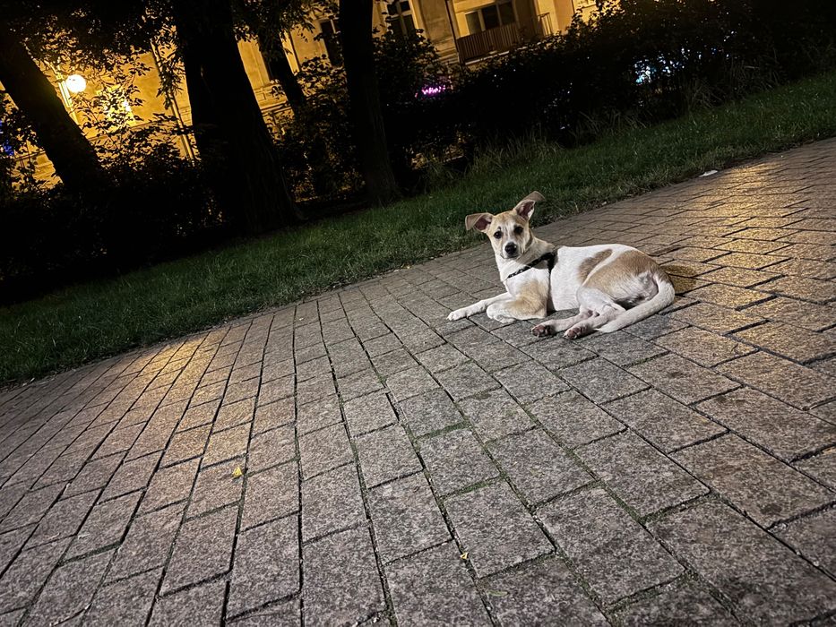 Oddam psa w dobre ręce z powodu alergii dziecka