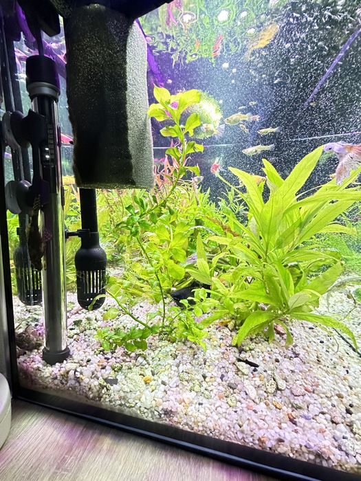 Sprzedam zestaw roślin i małych rybek.