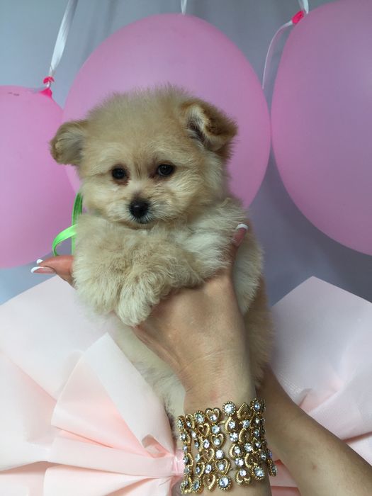 Помапу — Їх хочеться обіймати вічно!