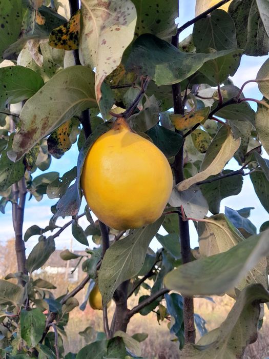 pigwa owoc Pigwa nie pigwowiec piekne owoce