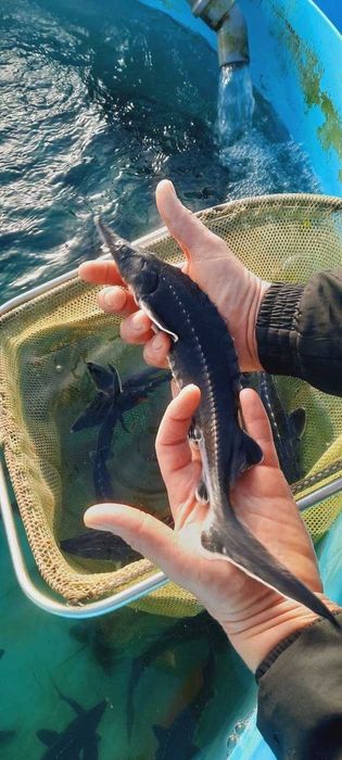 Рибна ферма вирощує осетра