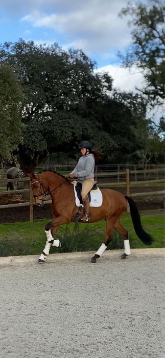 NOUGAT DA SILVEIRA ! FOR SALE !