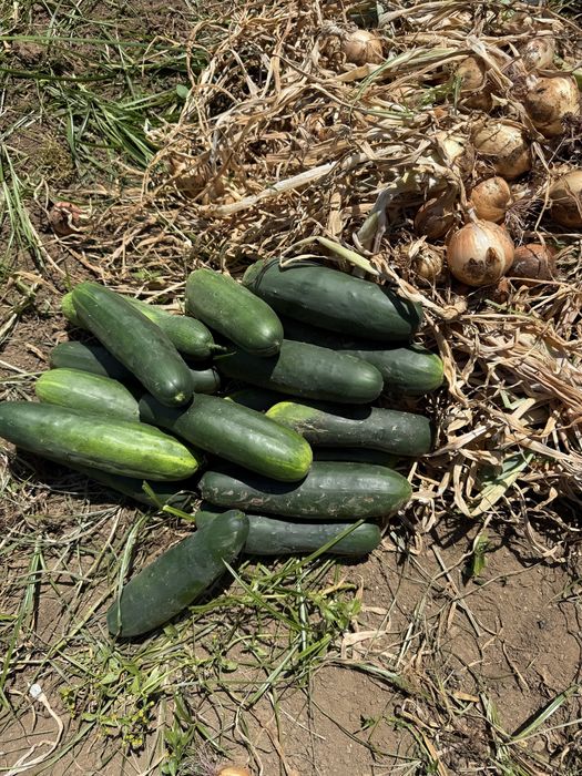 Cebolas pepinos tomates