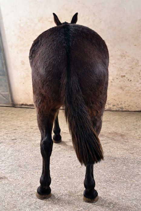 Macho (Mular) à Venda – Excelente Estado