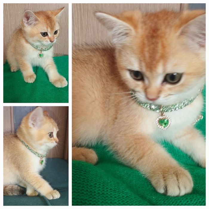 Золота шиншила!Хлопчик !