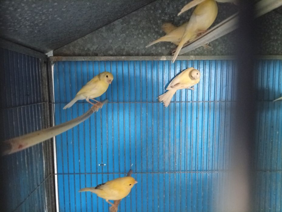 Canários amarelos
