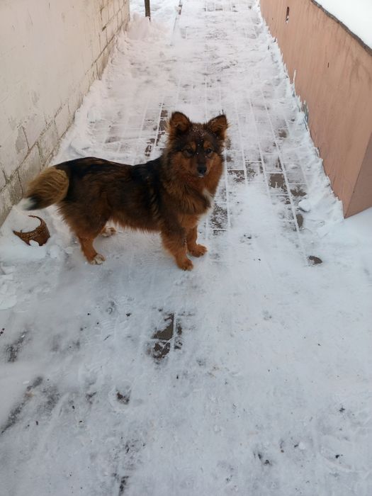 Собака шукає господаря