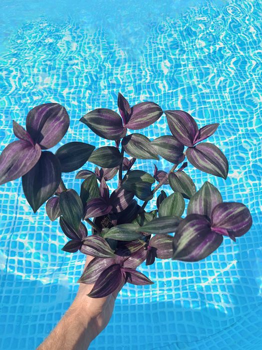 trzykrotka Tradescantia zebrina ‘Evanesce’