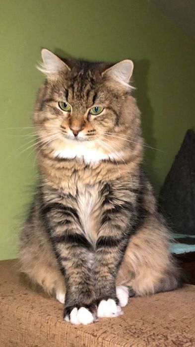 Кішечка 1,5 року безкоштоано в надійні руки