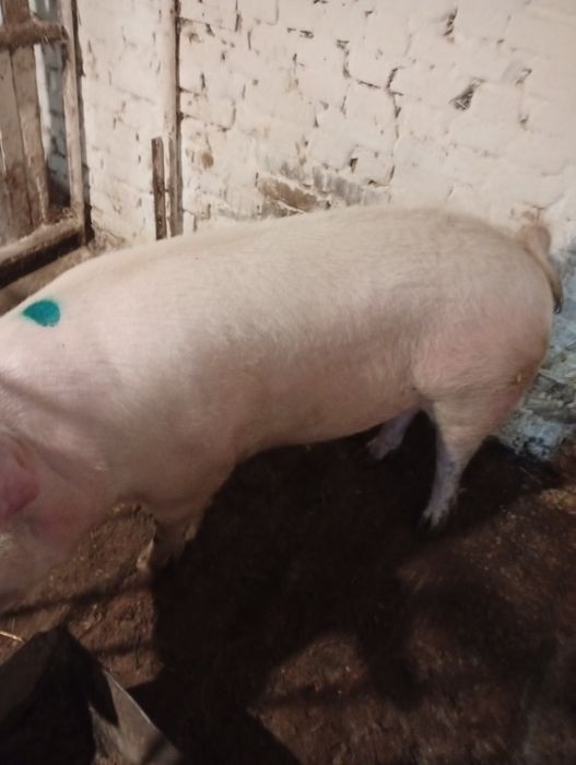 Продам свиней 170+