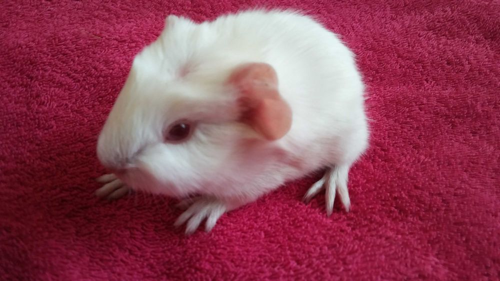 małe świnki morskie (różne) szukają nowego domu