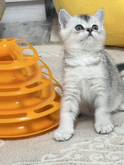 Щотландські кошенята