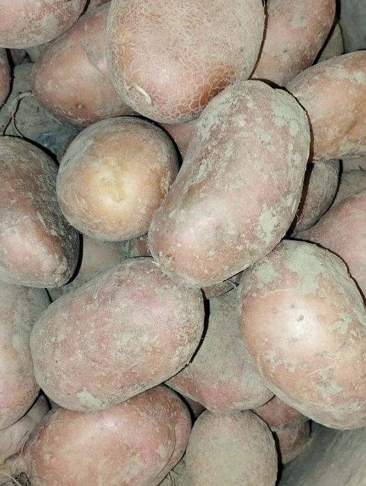 Ziemniaki Bella rosa