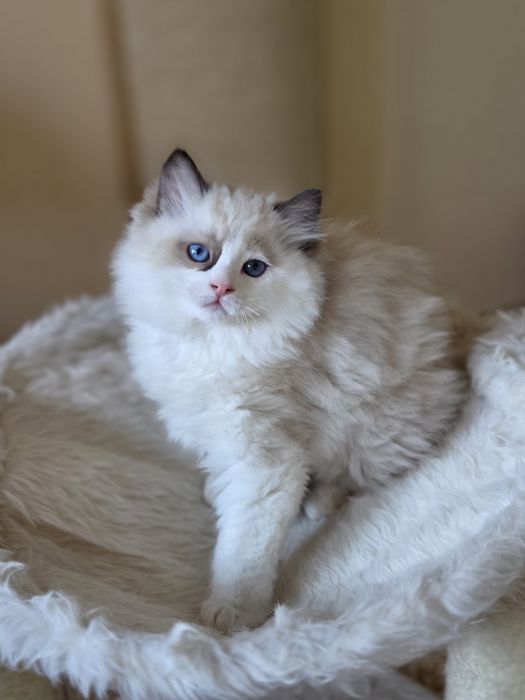 Ragdoll kocurek FPL