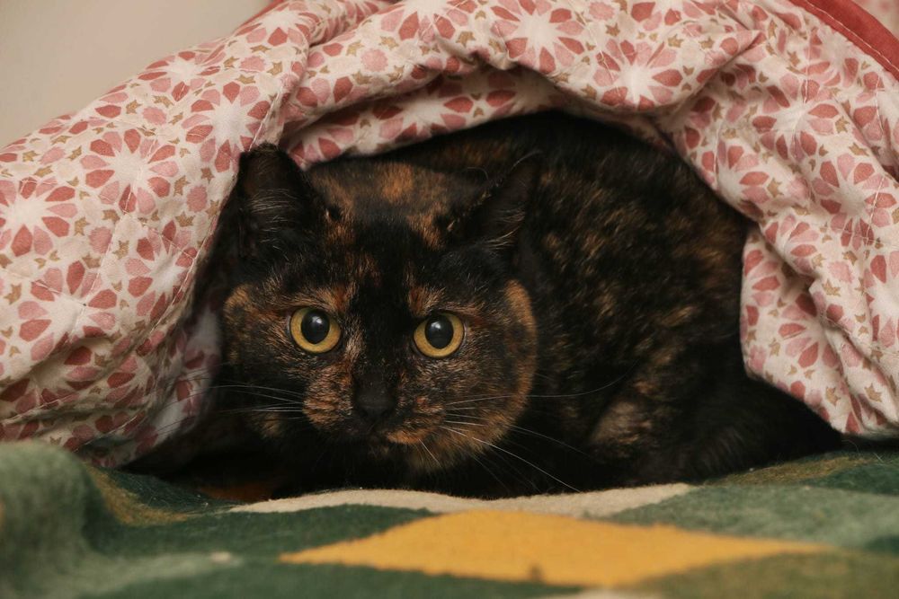 ESTERILIZADA | Gata adulta disponível para adoção responsável