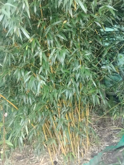 Bambus mrozoodporny kłącza