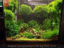 Мхи авквариумные