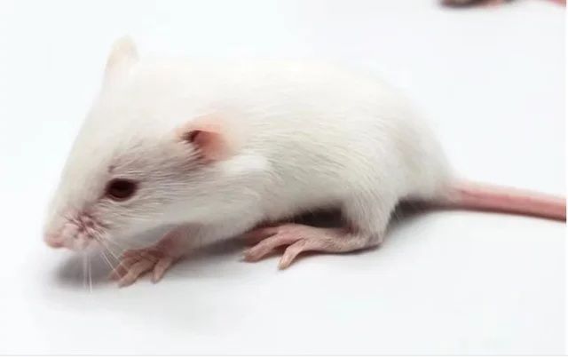 Кормовые мыши бегунки или мыши подростки 10-15грамм