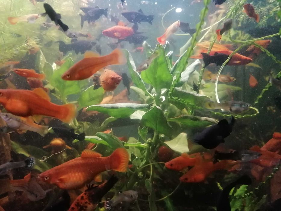 Rybki akwariowe mieczyki i molinezje