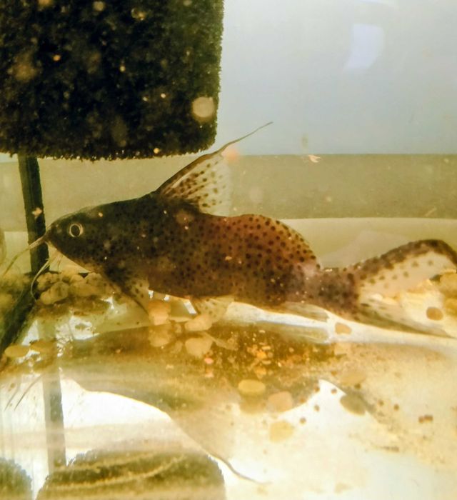 Giętkoząb wielkopłetwy,ryba akw