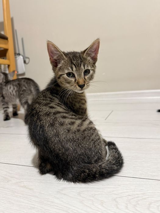 Kociaki do adopcji