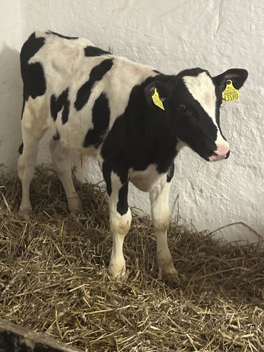 Sprzedam dwa byczki  6-8 tyg