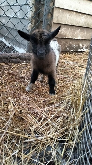 Cabritos anões bebés