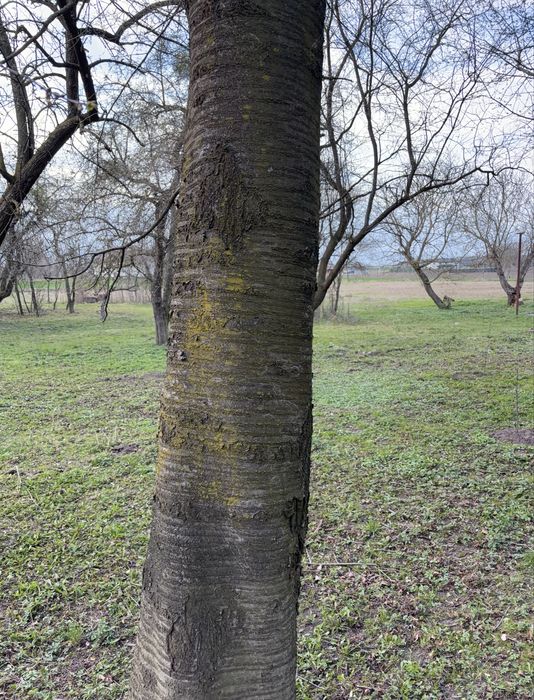 Продам черешні на дошку дрова