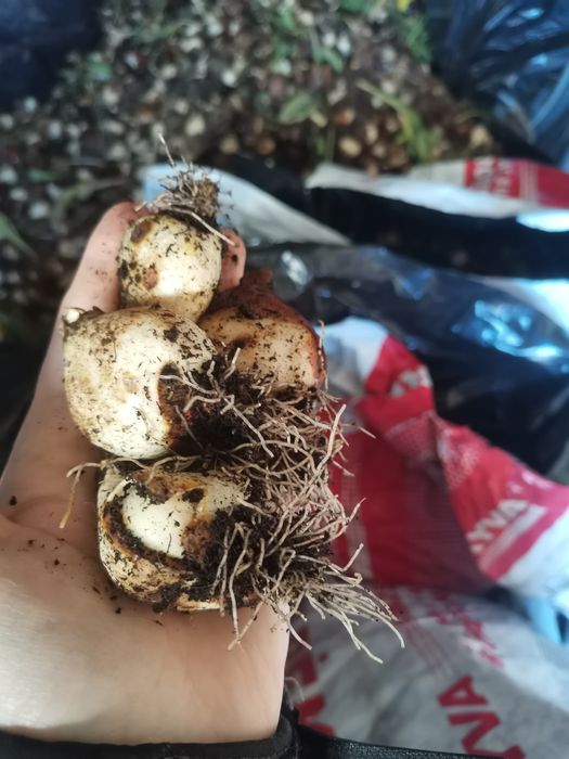 Цибулини голандських тюльпанів