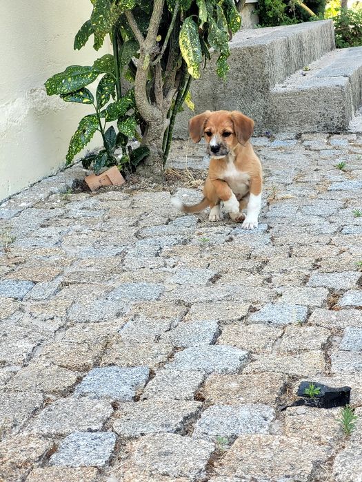 Cãezinhos para adoção - 3 meses e meio - mãe cruzada caniche