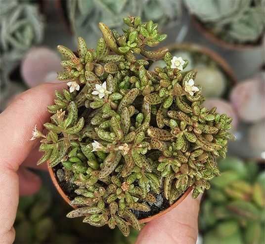 Кактуси, сукуленти красула Гумберта для флораріума