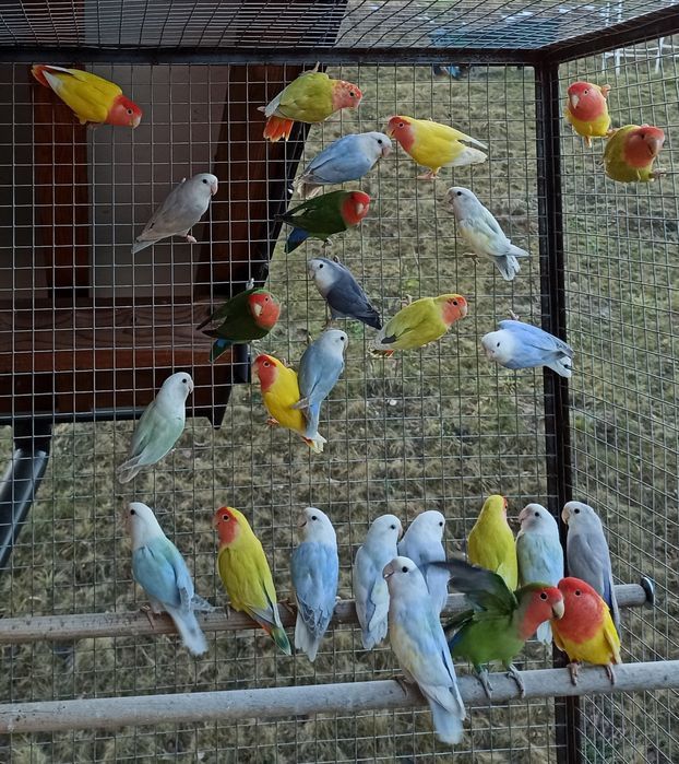 Nierozłączki czerwonoczelne papugi