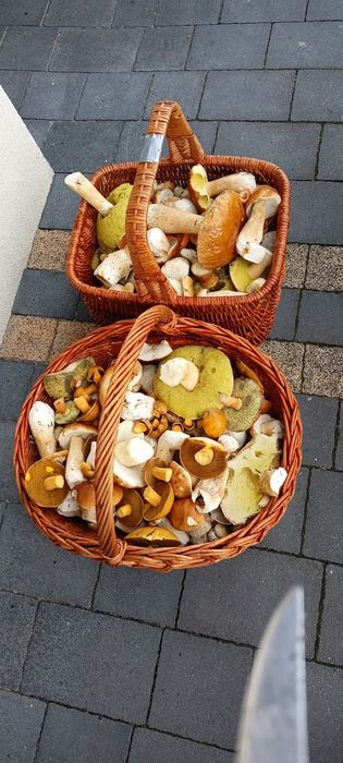 Grzyby świeże sprzedam